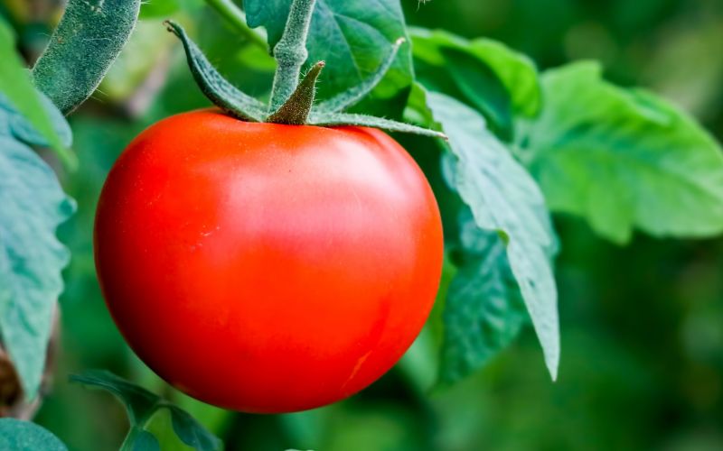 Beneficios del tomate